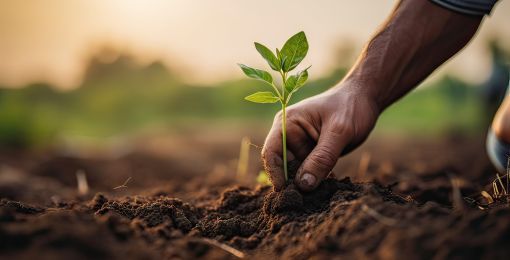 Una persona cuidando una planta