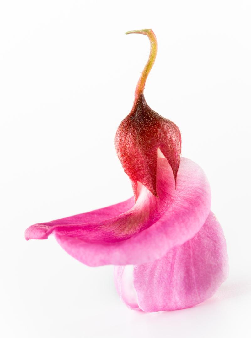 Una flor