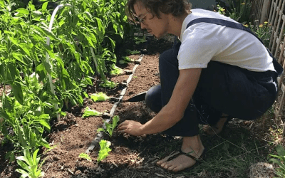 ¿Por qué tener un huerto en casa?
