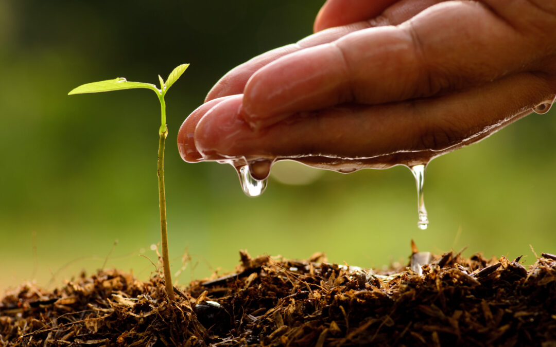Agricultura regenerativa y gestión del territorio