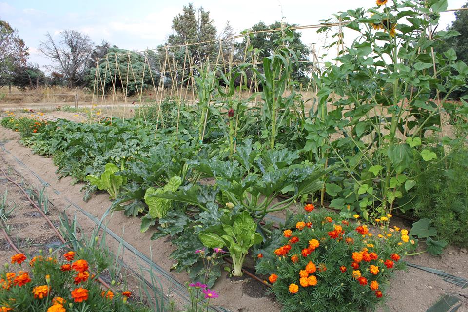 Huertos en el Jardin de Gaia