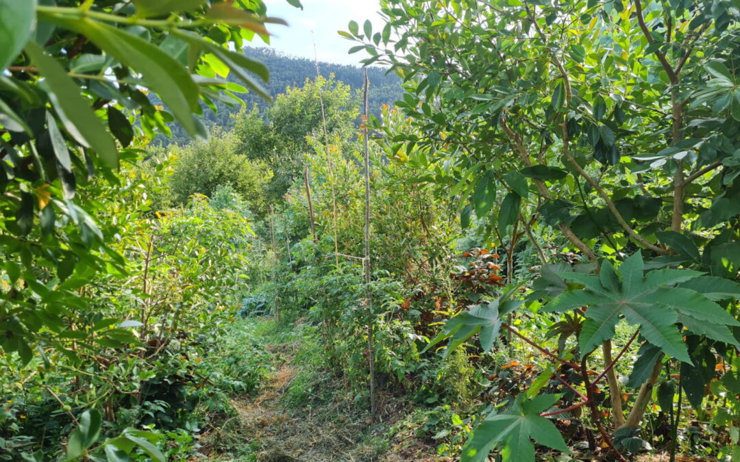 Agricultura regenerativa y gestión del territorio