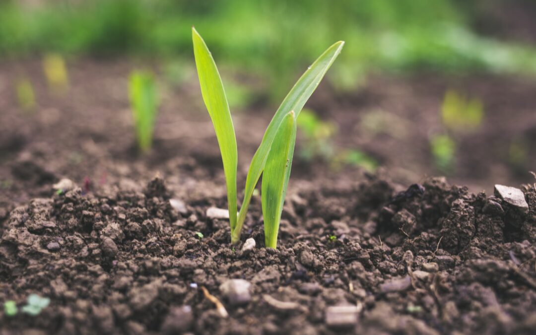 Agricultura regenerativa y gestión del territorio